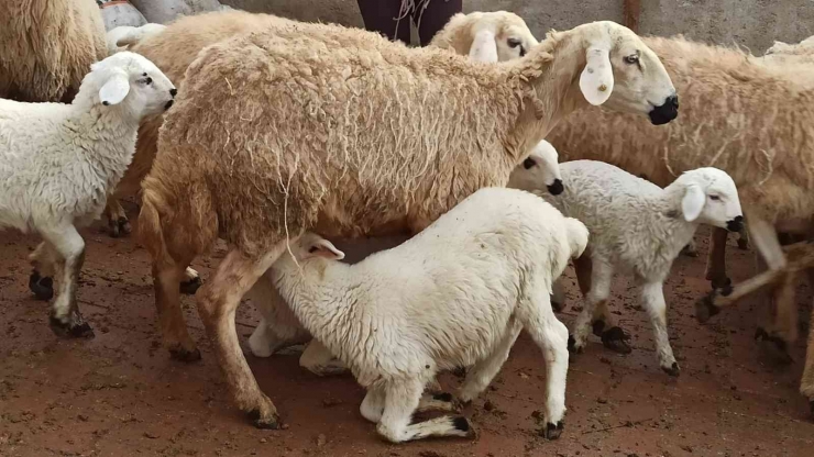 Baharın Müjdecisi Kuzu Doğumları Başladı