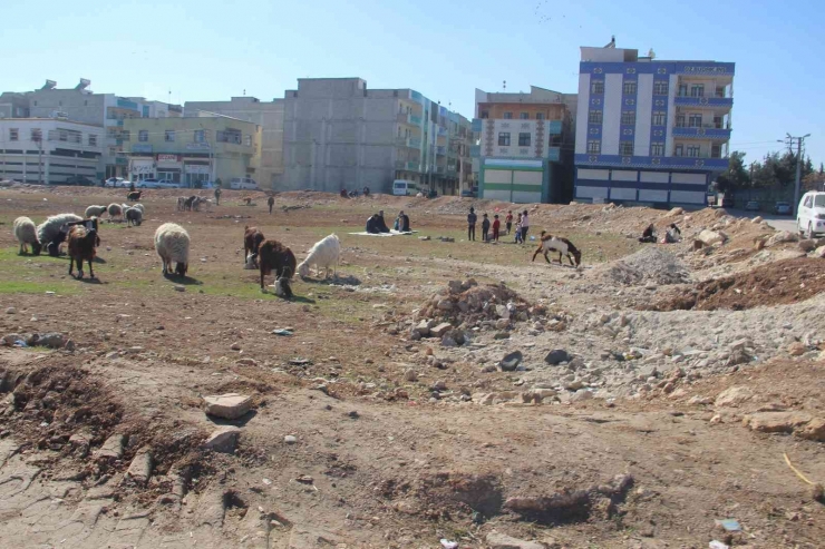 Şanlıurfa’da Bahar Havası Yaşanıyor