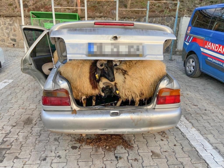 Diyarbakır’da Koyun Hırsızı Jasat Ekiplerinden Kaçamadı