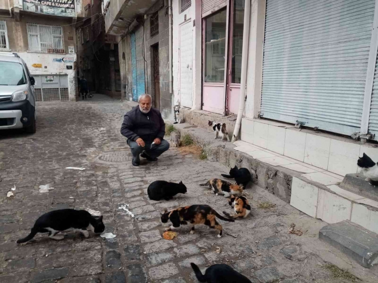 Diyarbakır’da Sokak Hayvanları İçin Dernek Kuruldu