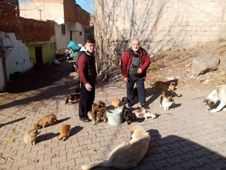 Diyarbakır’da Sokak Hayvanları İçin Dernek Kuruldu