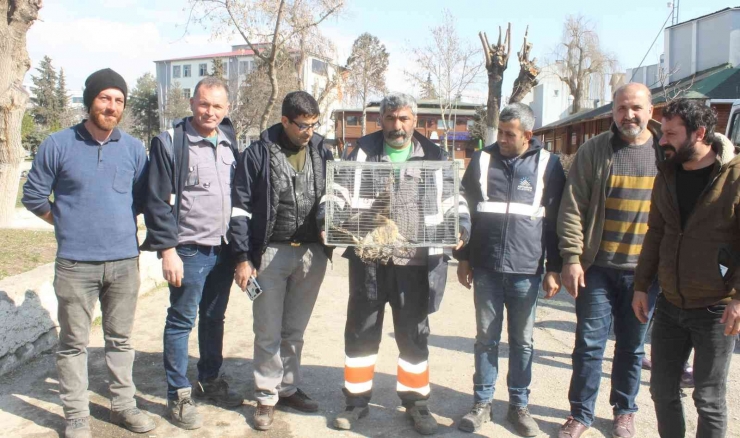 Sokak Köpeğine Saldıran Kaya Kartalı Yakalandı