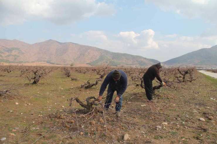 Antep Karası Üzümünde Budama Mesaisi Başladı