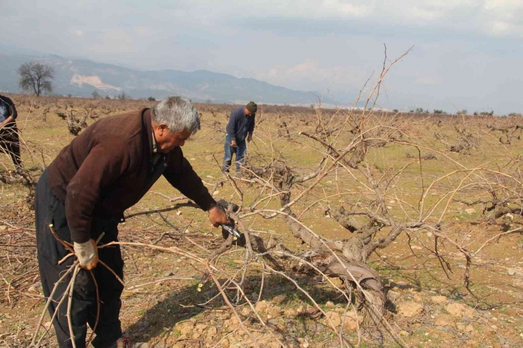 Antep Karası Üzümünde Budama Mesaisi Başladı