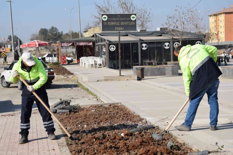 Viranşehir’de Yeşil Alanlar Güllerle Donatılacak