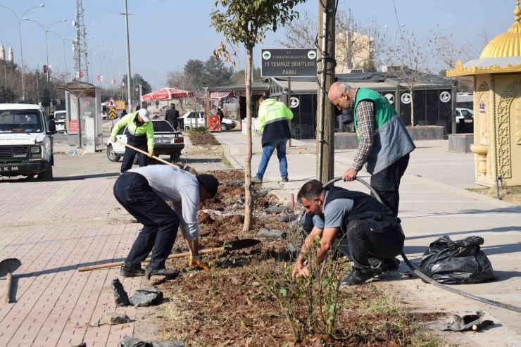 Viranşehir’de Yeşil Alanlar Güllerle Donatılacak