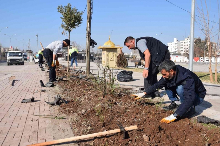 Viranşehir’de Yeşil Alanlar Güllerle Donatılacak