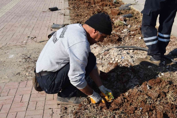 Viranşehir’de Yeşil Alanlar Güllerle Donatılacak