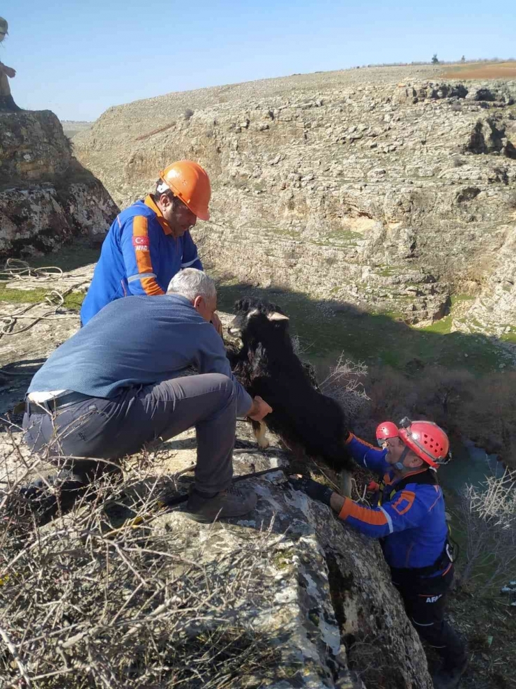 Uçurumda Mahsur Kalan Keçileri Afad Kurtardı