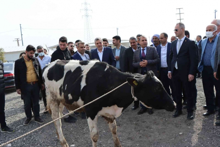 Şanlıurfa’da Besicilere Büyükbaş Hayvan Dağıtıldı