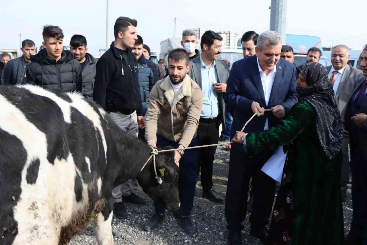 Şanlıurfa’da Besicilere Büyükbaş Hayvan Dağıtıldı