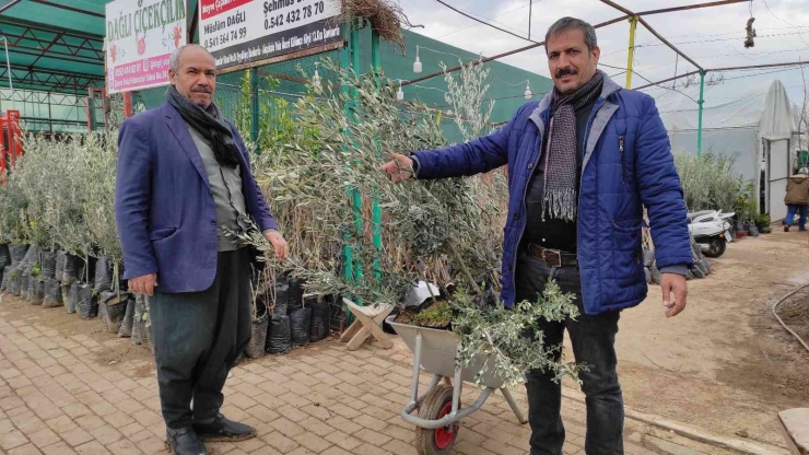 Şanlıurfa’da Fıstık Ve Zeytin Fidanları Toprakla Buluşuyor