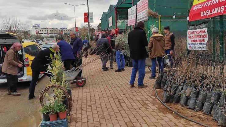 Şanlıurfa’da Fıstık Ve Zeytin Fidanları Toprakla Buluşuyor