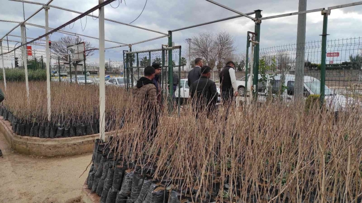 Şanlıurfa’da Fıstık Ve Zeytin Fidanları Toprakla Buluşuyor