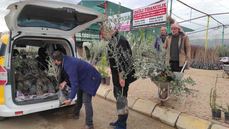 Şanlıurfa’da Fıstık Ve Zeytin Fidanları Toprakla Buluşuyor