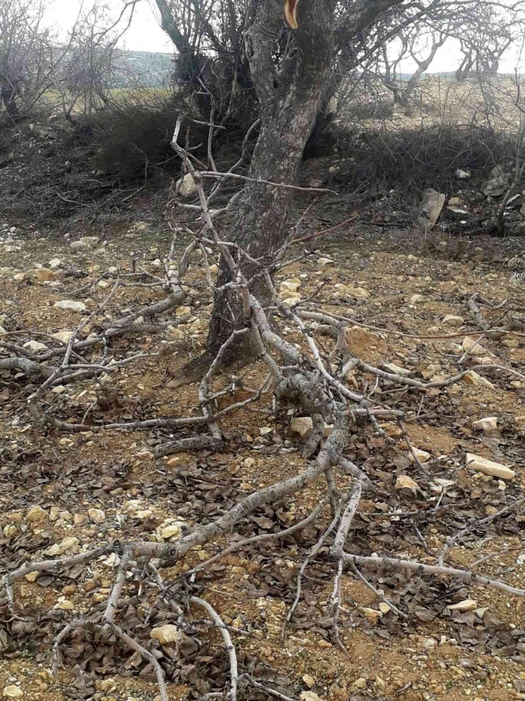 Besni’de Kimliği Belirsiz Şahıslar Fıstık Ağaçlarına Zarar Verdi
