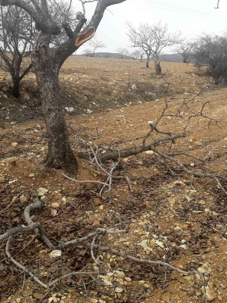 Besni’de Kimliği Belirsiz Şahıslar Fıstık Ağaçlarına Zarar Verdi