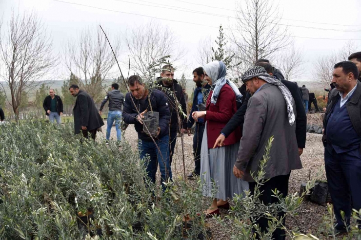 Siverek’te Çiftçilere Meyve Fidanı Dağıtıldı