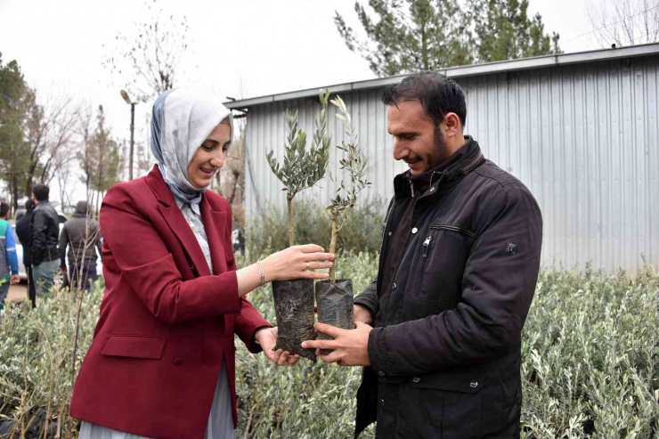 Siverek’te Çiftçilere Meyve Fidanı Dağıtıldı