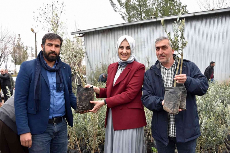 Siverek’te Çiftçilere Meyve Fidanı Dağıtıldı