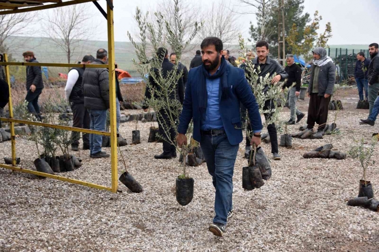 Siverek’te Çiftçilere Meyve Fidanı Dağıtıldı