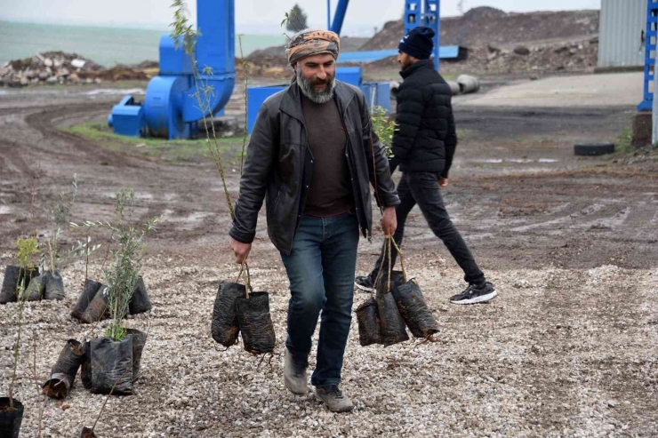 Siverek’te Çiftçilere Meyve Fidanı Dağıtıldı