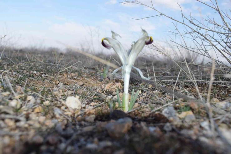 Malatya’da Nevruz Çiçekleri Açtı