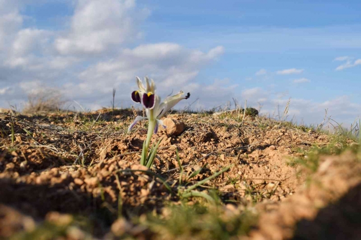 Malatya’da Nevruz Çiçekleri Açtı