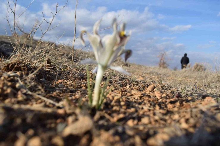 Malatya’da Nevruz Çiçekleri Açtı