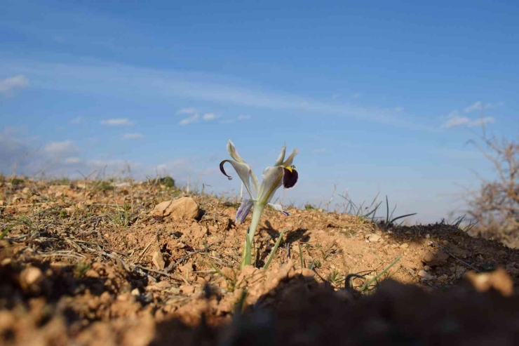 Malatya’da Nevruz Çiçekleri Açtı