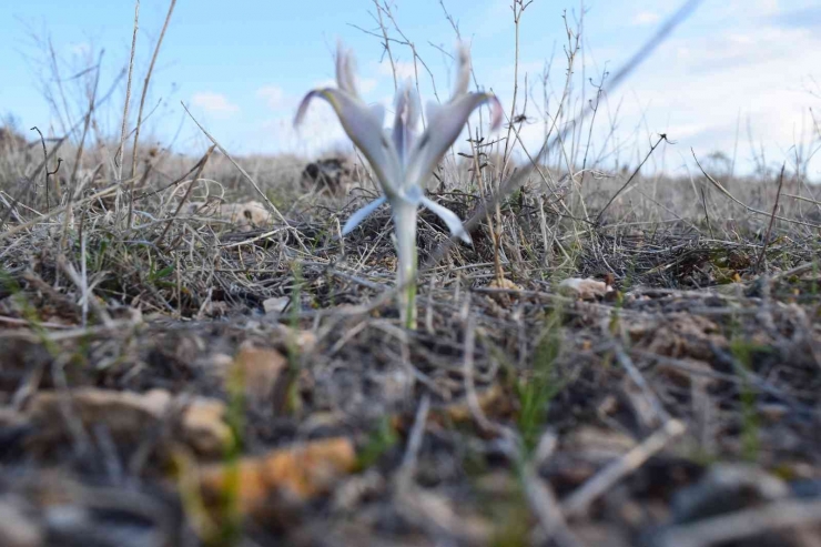 Malatya’da Nevruz Çiçekleri Açtı