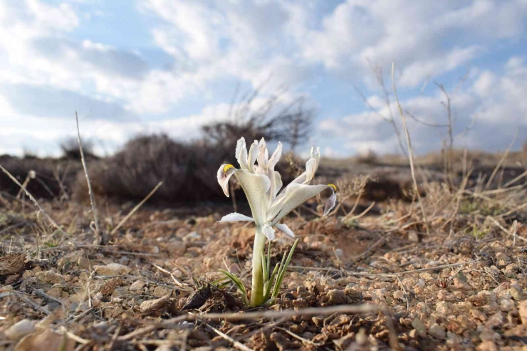 Malatya’da Nevruz Çiçekleri Açtı