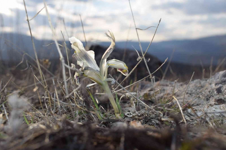 Malatya’da Nevruz Çiçekleri Açtı