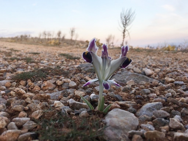 Malatya’da Nevruz Çiçekleri Açtı