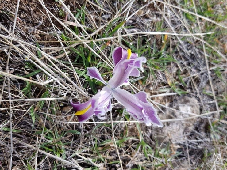 Malatya’da Nevruz Çiçekleri Açtı