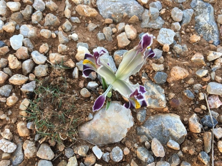 Malatya’da Nevruz Çiçekleri Açtı