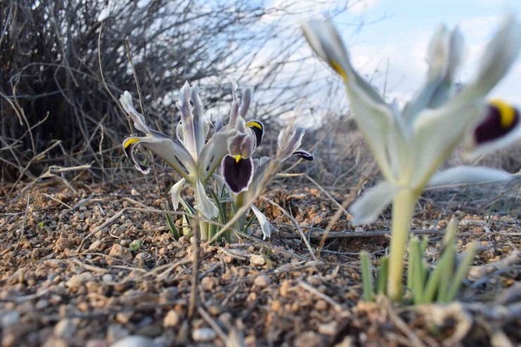 Malatya’da Nevruz Çiçekleri Açtı