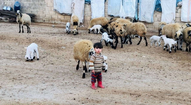 Şanlıurfa’da Göçerlerin Göç Hazırlığı Başladı