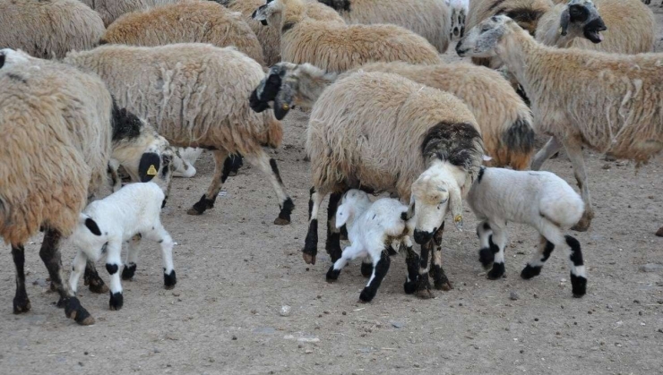 Şanlıurfa’da Göçerlerin Göç Hazırlığı Başladı