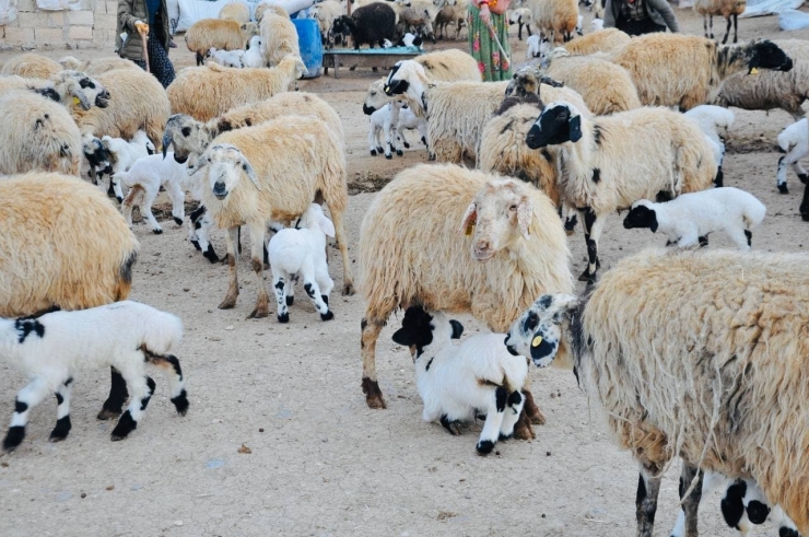 Şanlıurfa’da Göçerlerin Göç Hazırlığı Başladı