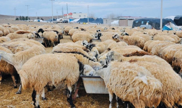 Şanlıurfa’da Göçerlerin Göç Hazırlığı Başladı