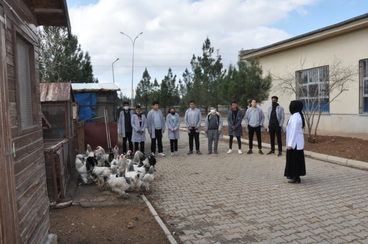 Ders Yapmak İçin Ürettiler, Okul Bahçesini Çiftliğe Dönüştürdüler