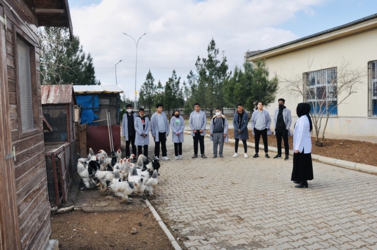 Ders Yapmak İçin Ürettiler, Okul Bahçesini Çiftliğe Dönüştürdüler