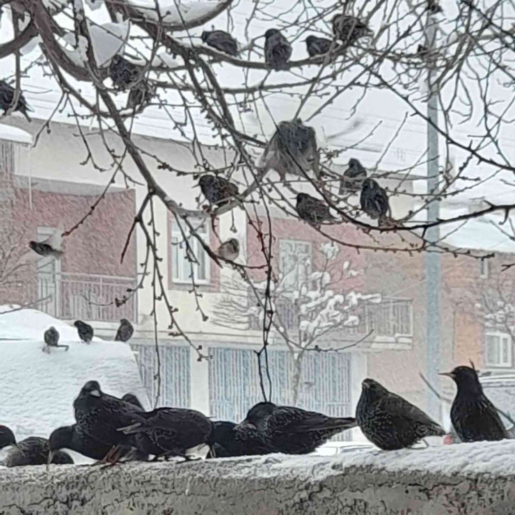 Malatya, Son 20 Yılın En Çetin Kışını Yaşıyor