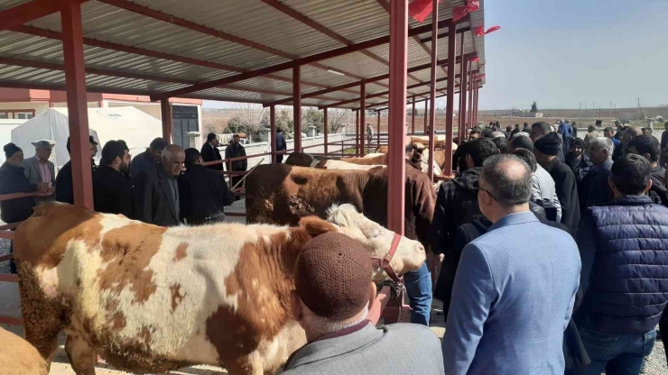 Samsat’ta Canlı Hayvan Borsası Açıldı