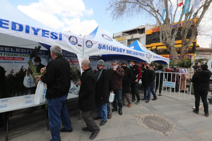 Şahinbey’de 150 Bin Çam Fidanı Dağıtıldı