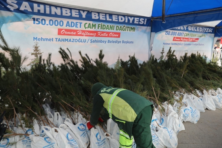 Şahinbey’de 150 Bin Çam Fidanı Dağıtıldı