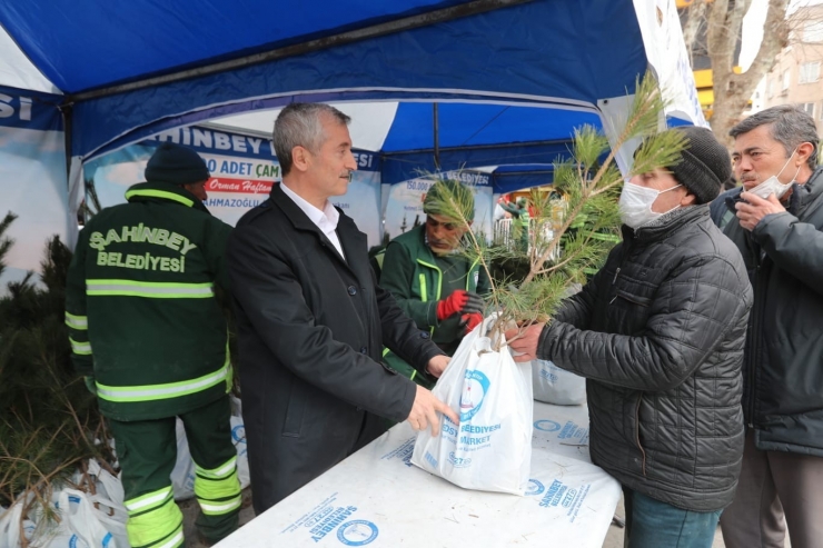 Şahinbey’de 150 Bin Çam Fidanı Dağıtıldı