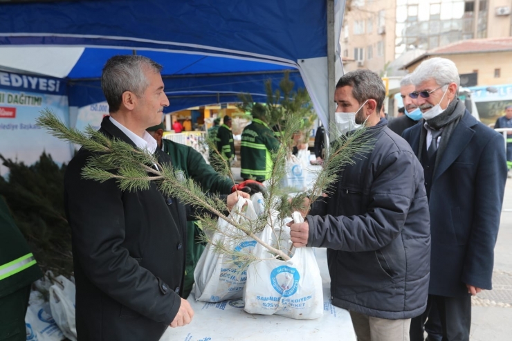 Şahinbey’de 150 Bin Çam Fidanı Dağıtıldı