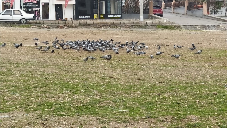 Çöplerdeki Ekmeklerle 12 Yıldır Kuşları Besliyor